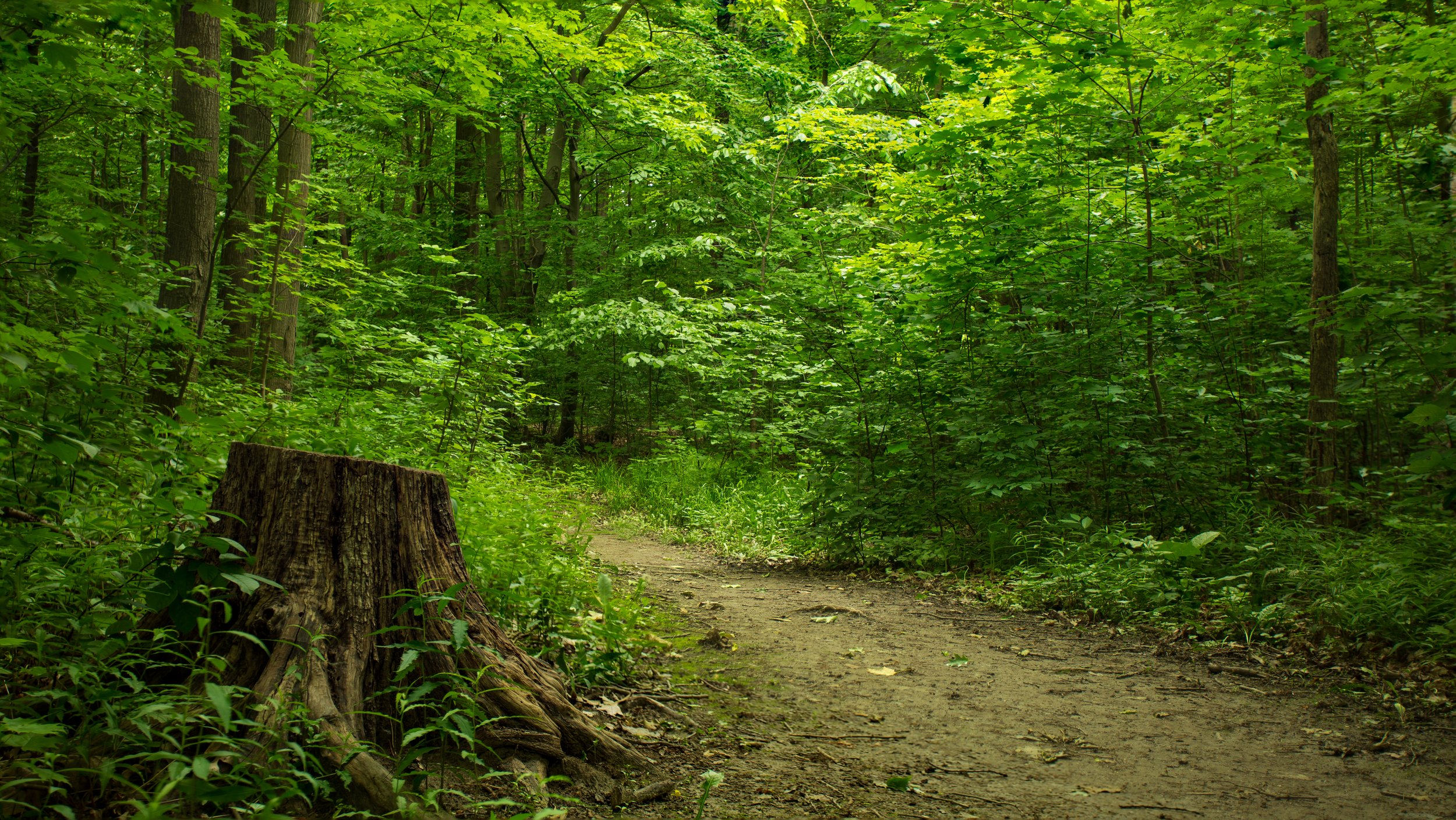 widdington forest