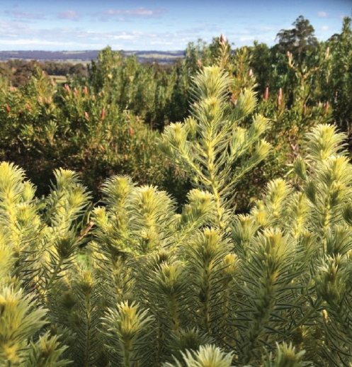 Recent Event: WildFlowers Australia Farm Visit: Victoria