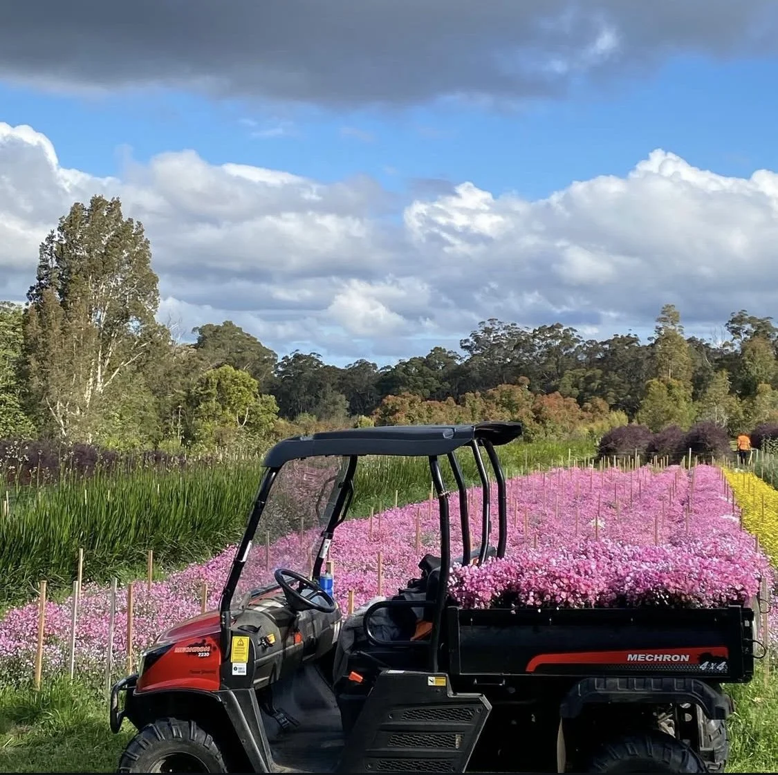Walking on the Wildside - NSW