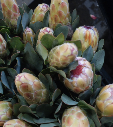 Seasonal chart wildflowers australia