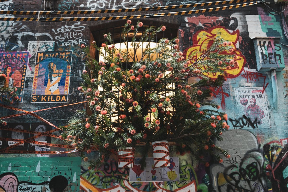 wildflowers australia Katie marx