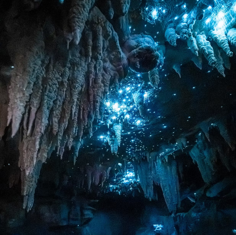 Glowworms illuminating a dark cave ceiling with blue bioluminescent light.