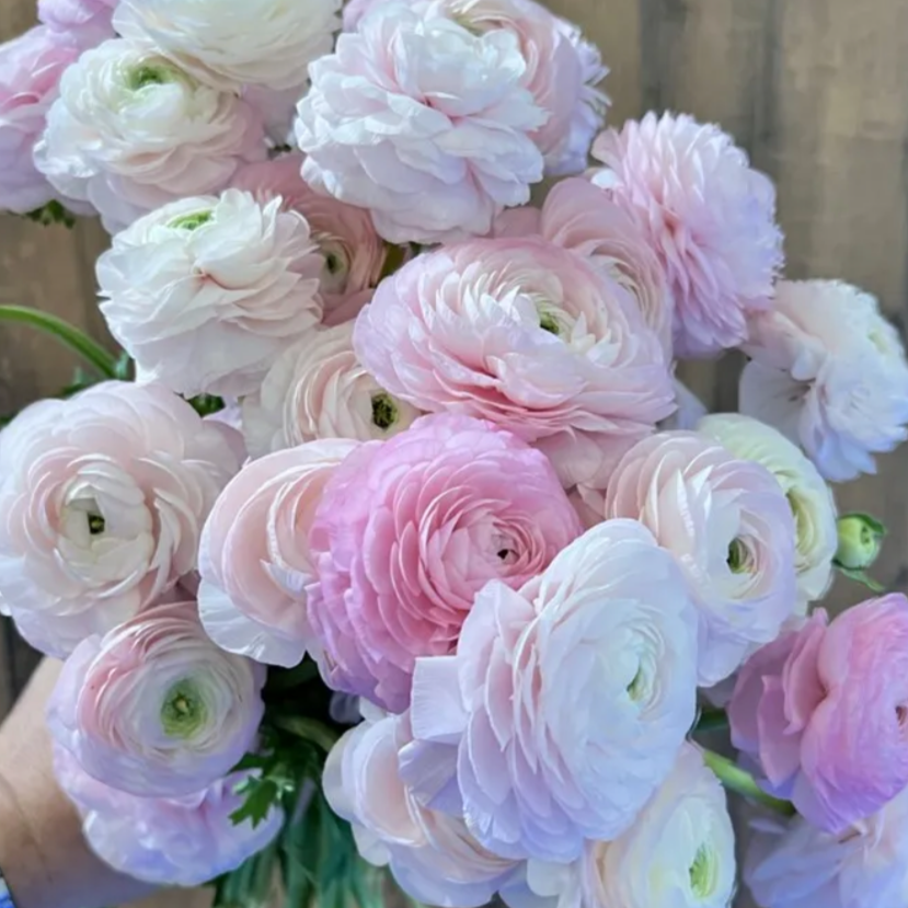Ranunculus Elegance Rosa Chiaro