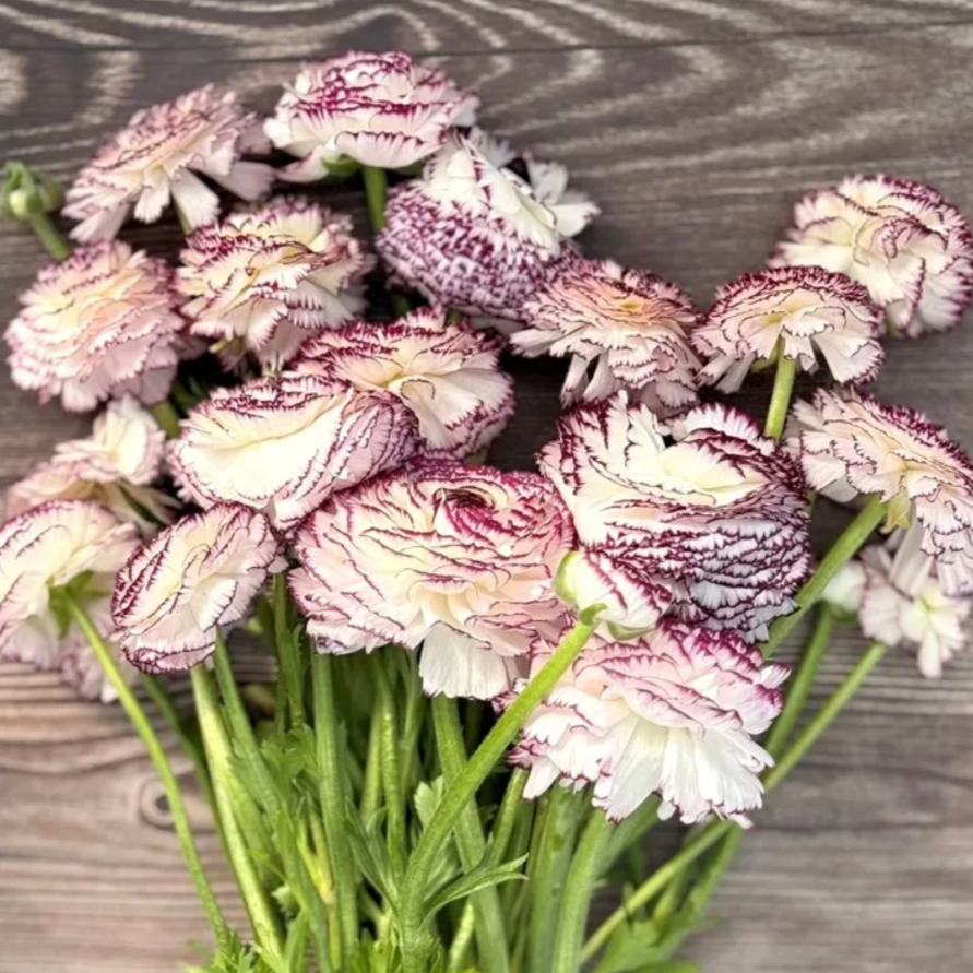 Elegance Bianco Striato