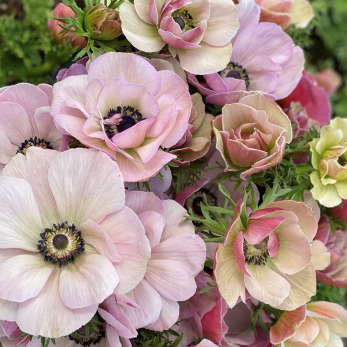 Anemone Mistral Rarity