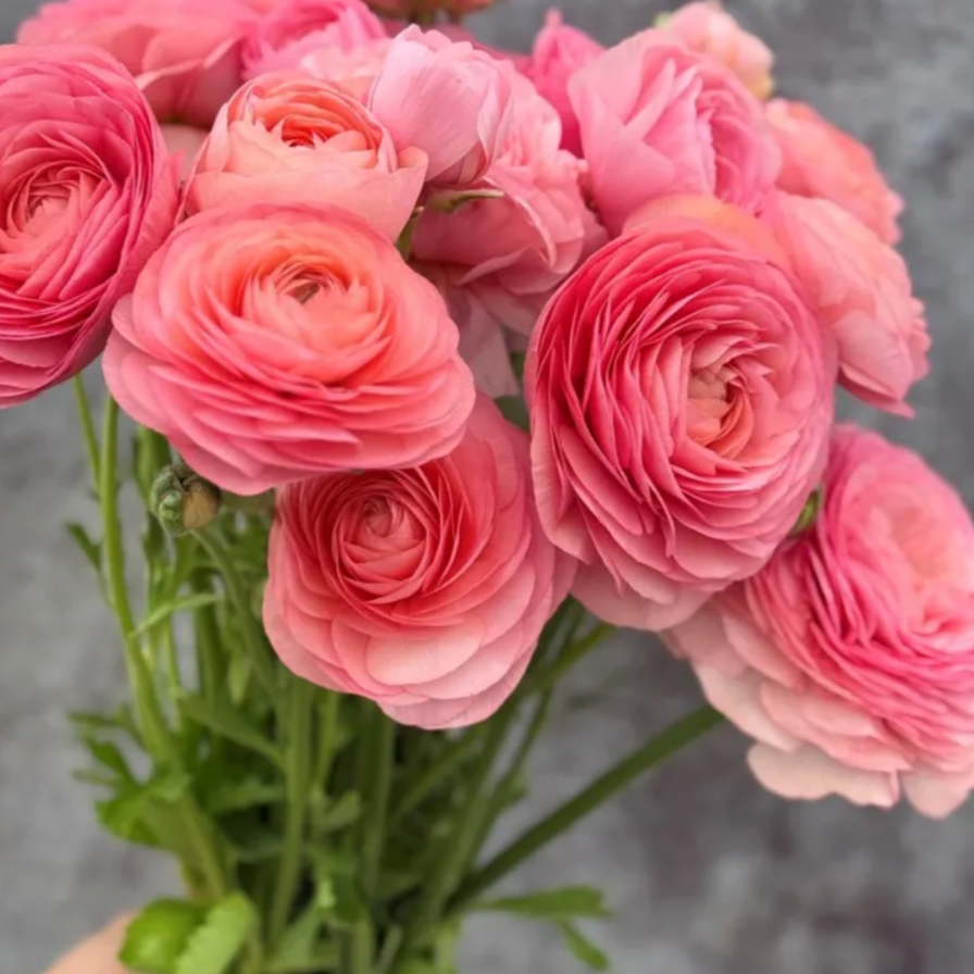 Ranunculus Elegance Salmone