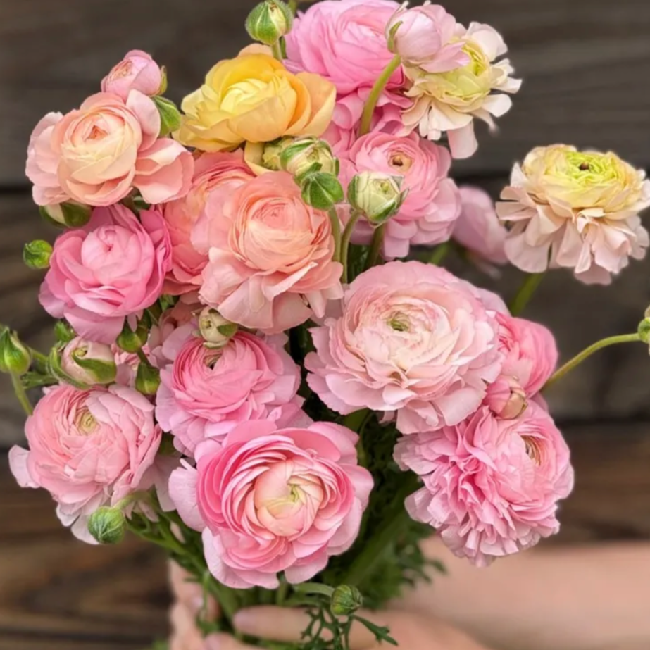 Ranunculus Elegance Pastel