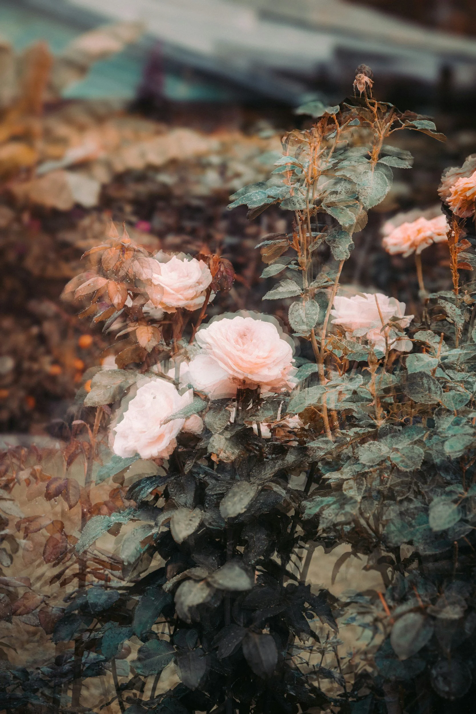 Aesthetic pink roses with blurry effect