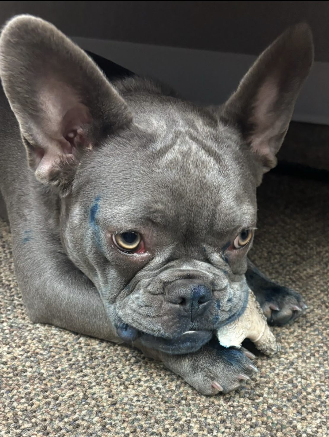 Silver french bulldog