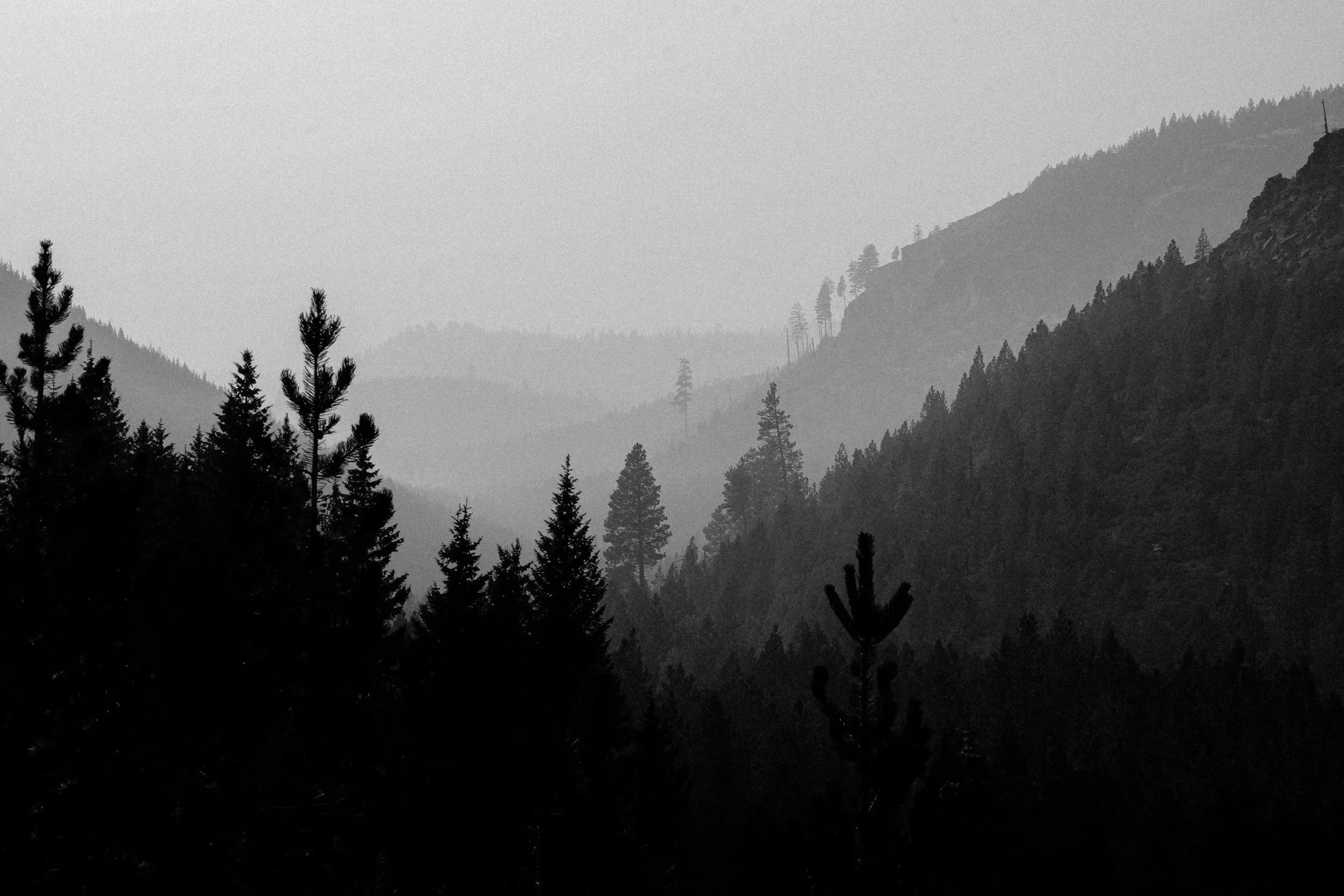 Black and white photo of the pacific northwest forest