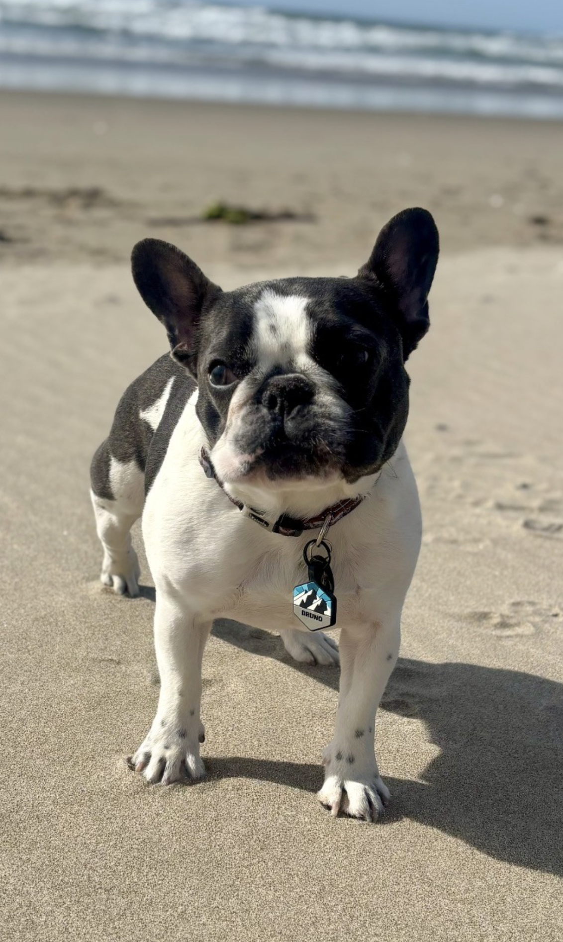 Black and white french bulldog at the beach