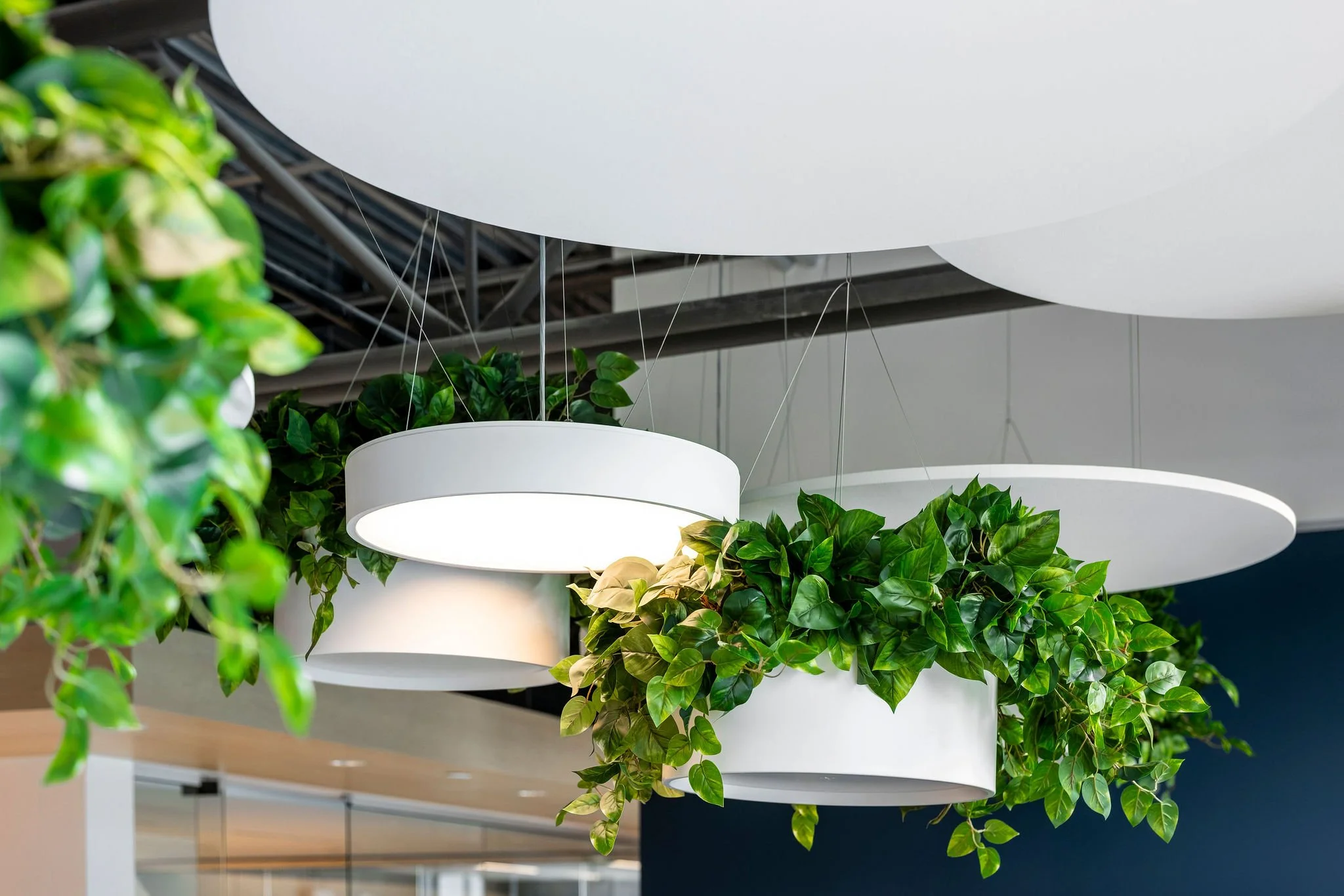 Modern ceiling lights with white shades and greenery hanging beneath, in an indoor space.