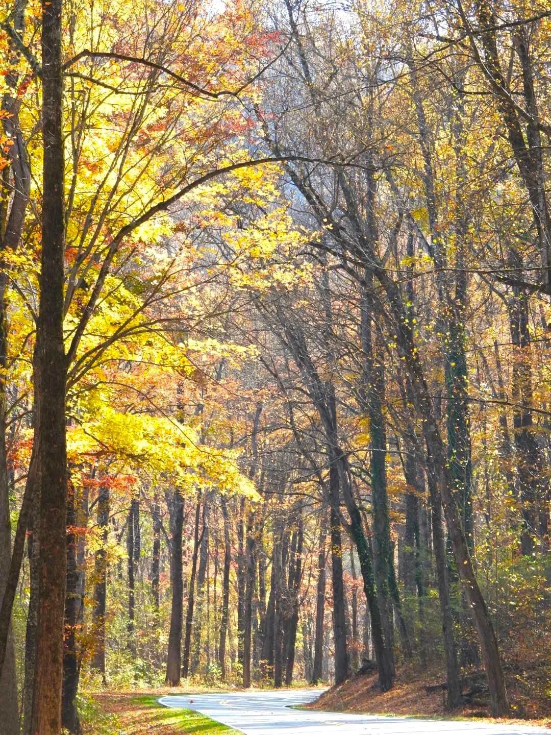 Road through woods leading the way to teletherapy
