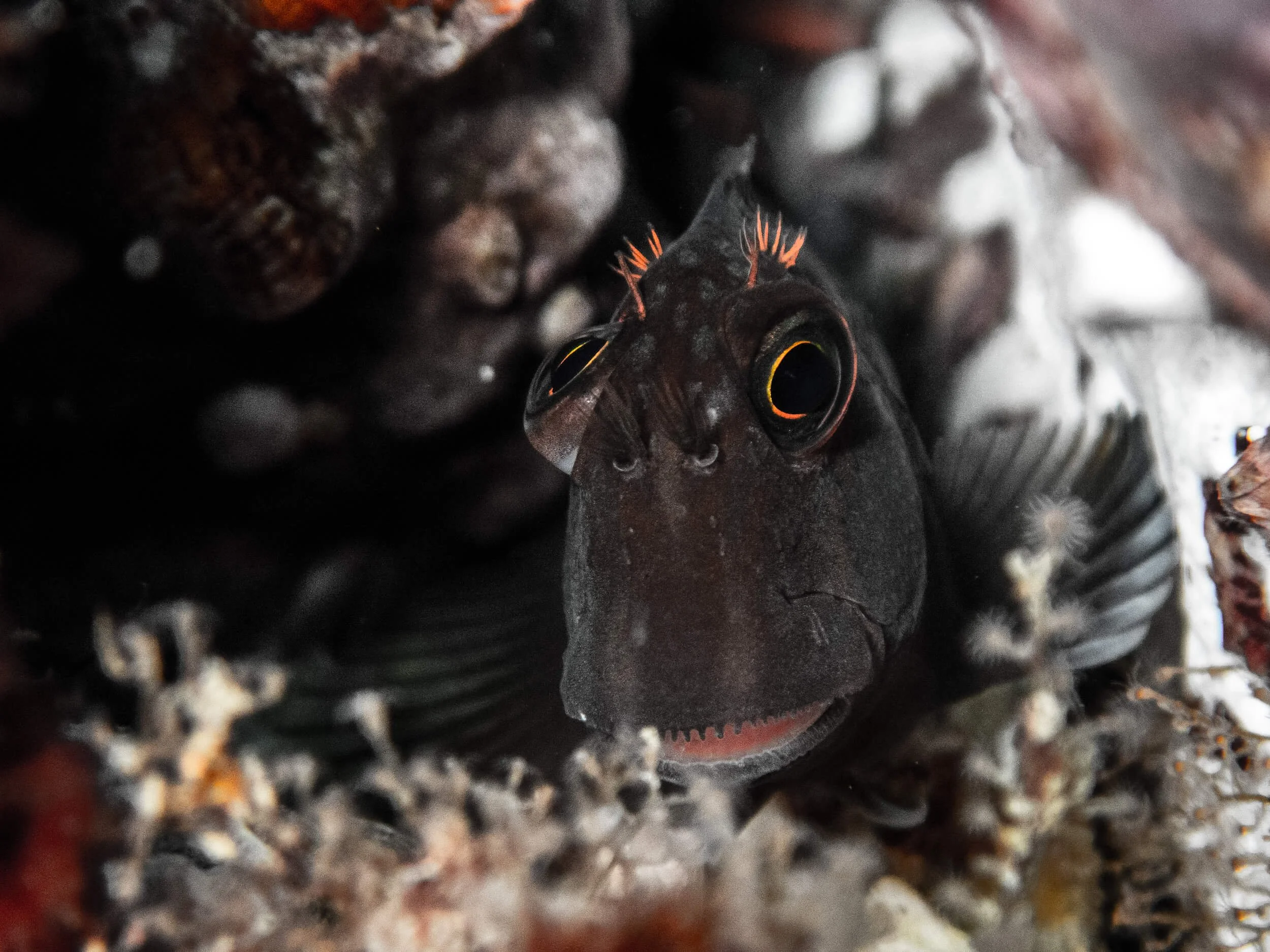 Blenny_.jpg