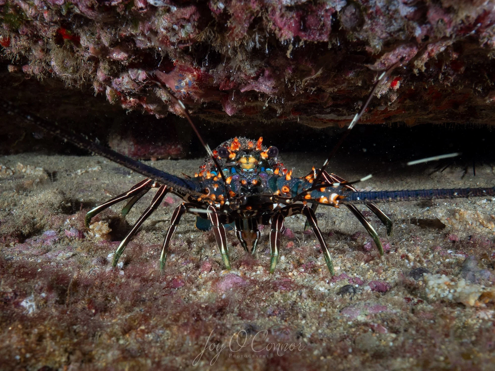 A lobster hiding under a rocky ledge at North Wall a dive site in Cabo San Lucas Mexico
