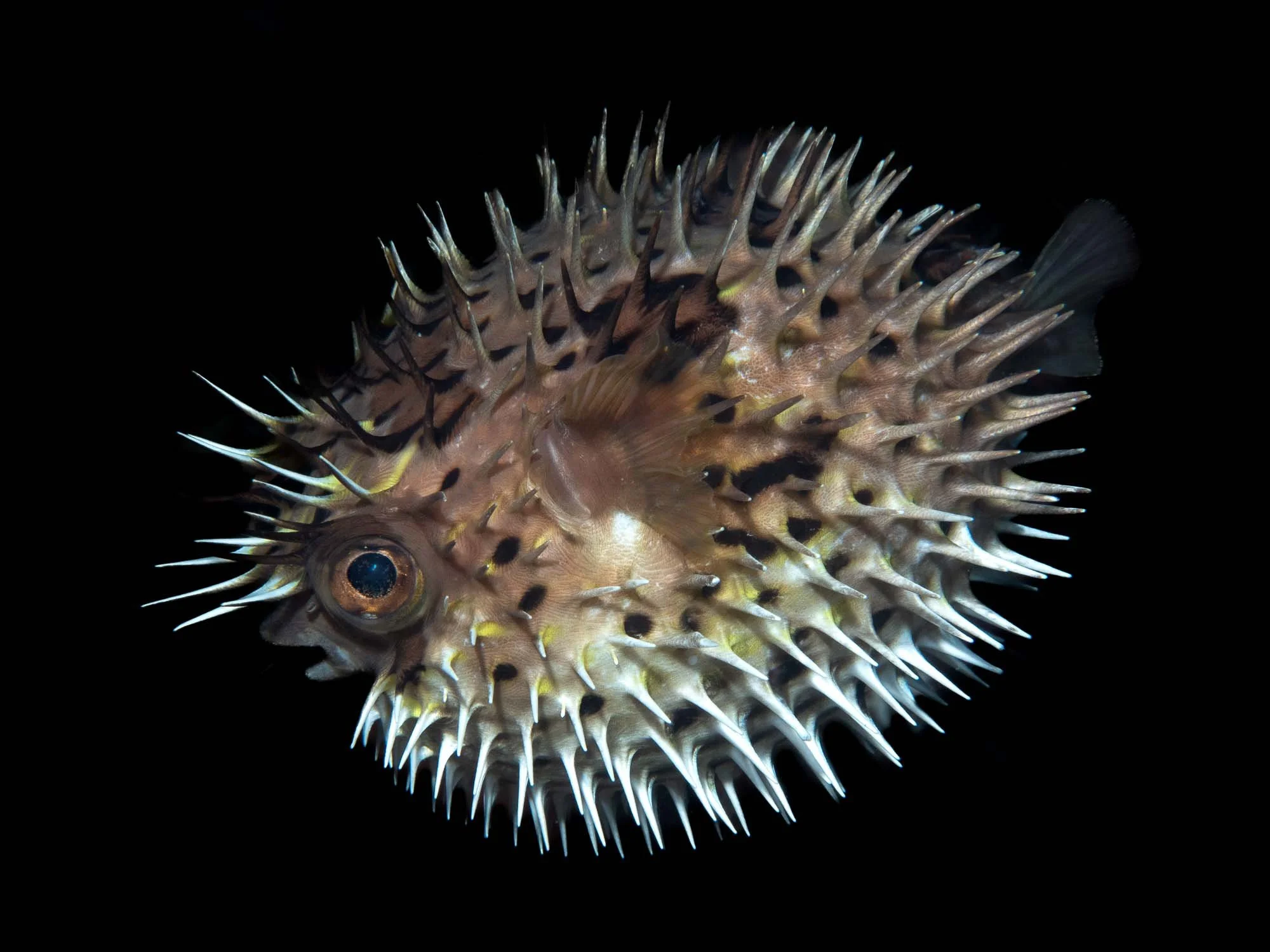 A puffed up balloonfish floating in the water column with a black background