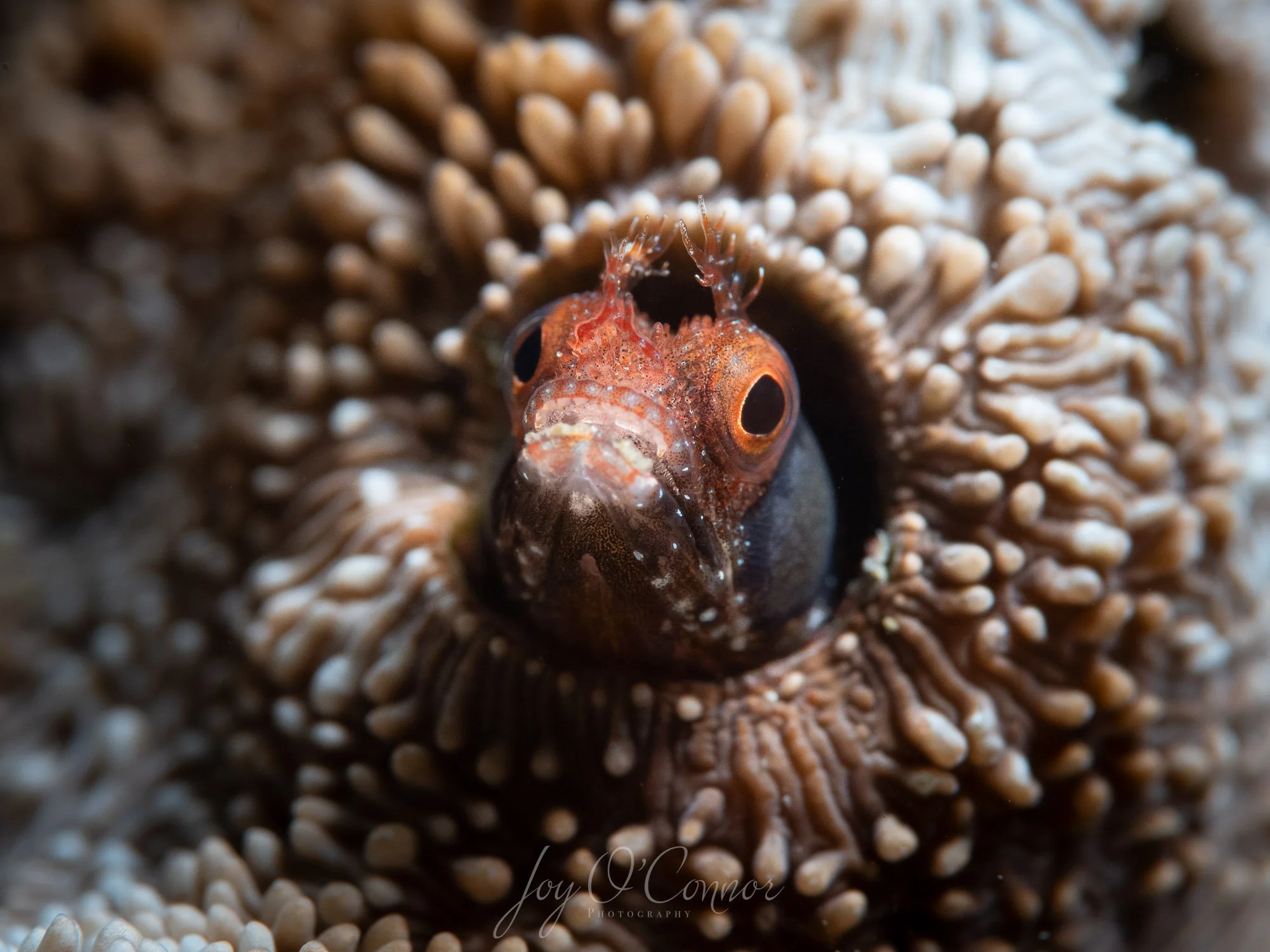 A Cortez Blenny poking its head out from a hole in the coral