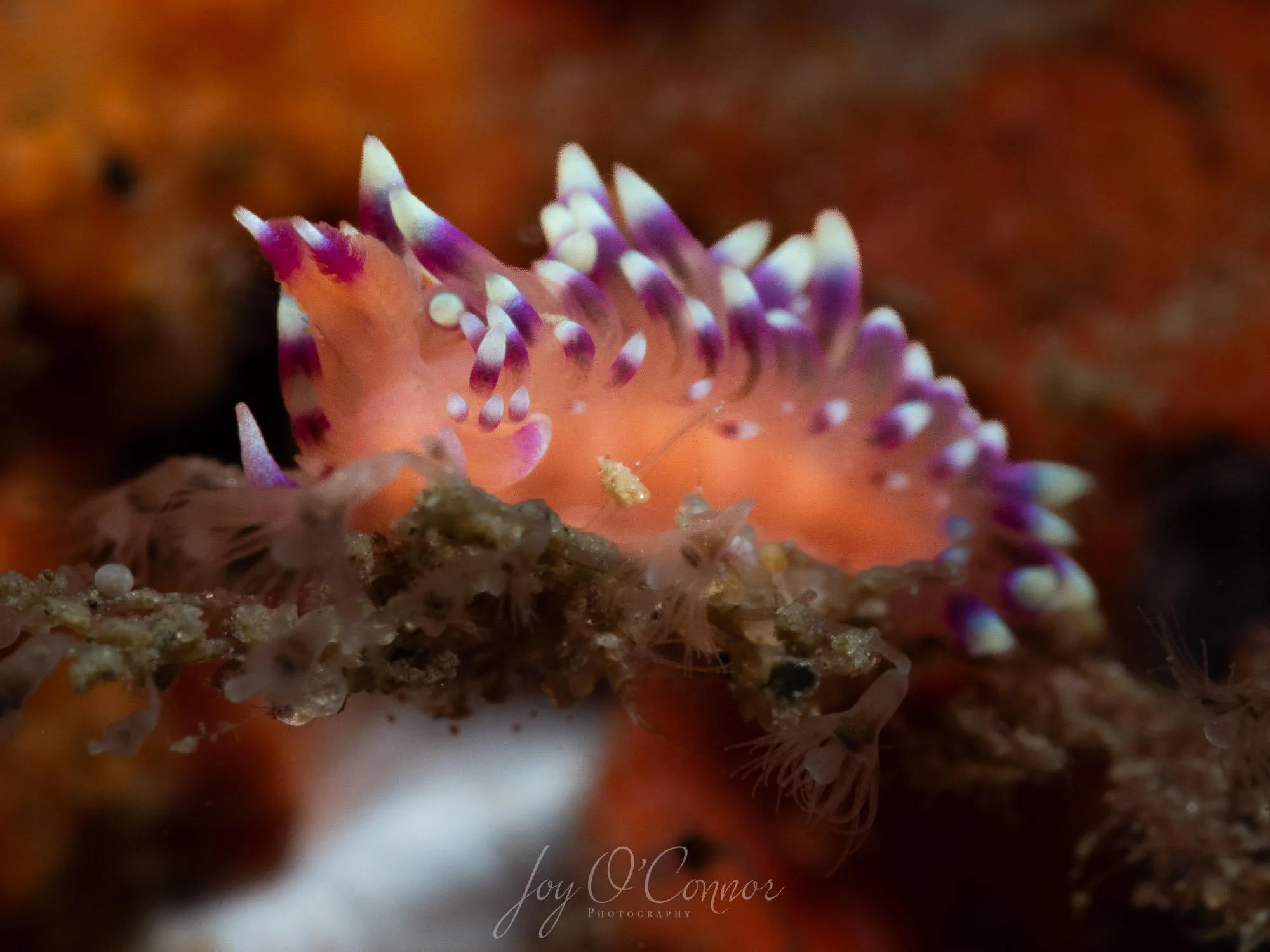 Close up of a pink and purple nudibranch underwater slug 