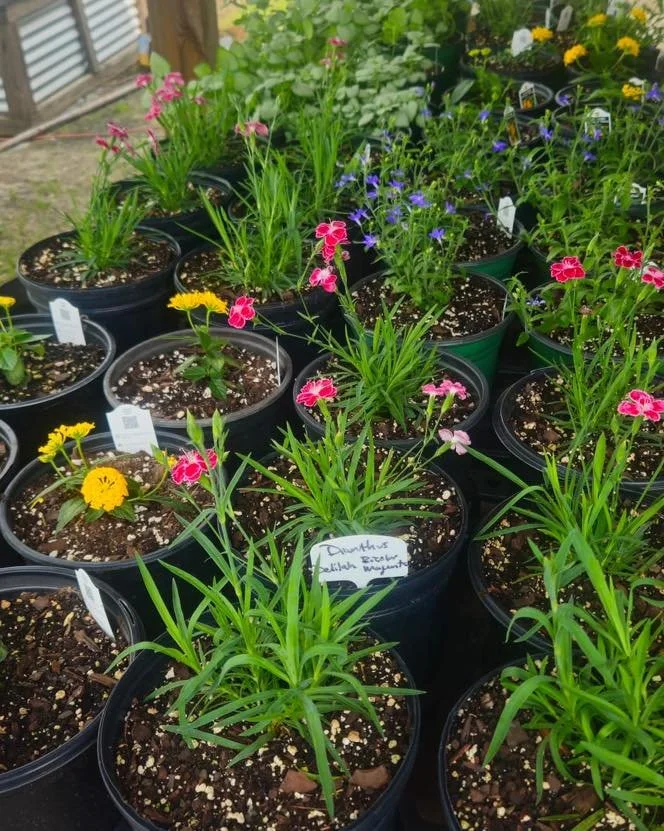 Look at these COLORS! We&rsquo;ve got options upon options and prices you cannot beat for full, vibrant blooms. And azaleas, hanging baskets and fruit trees is only a fraction of what we have to offer! We look forward to seeing you soon 🥰🌸 

We hop