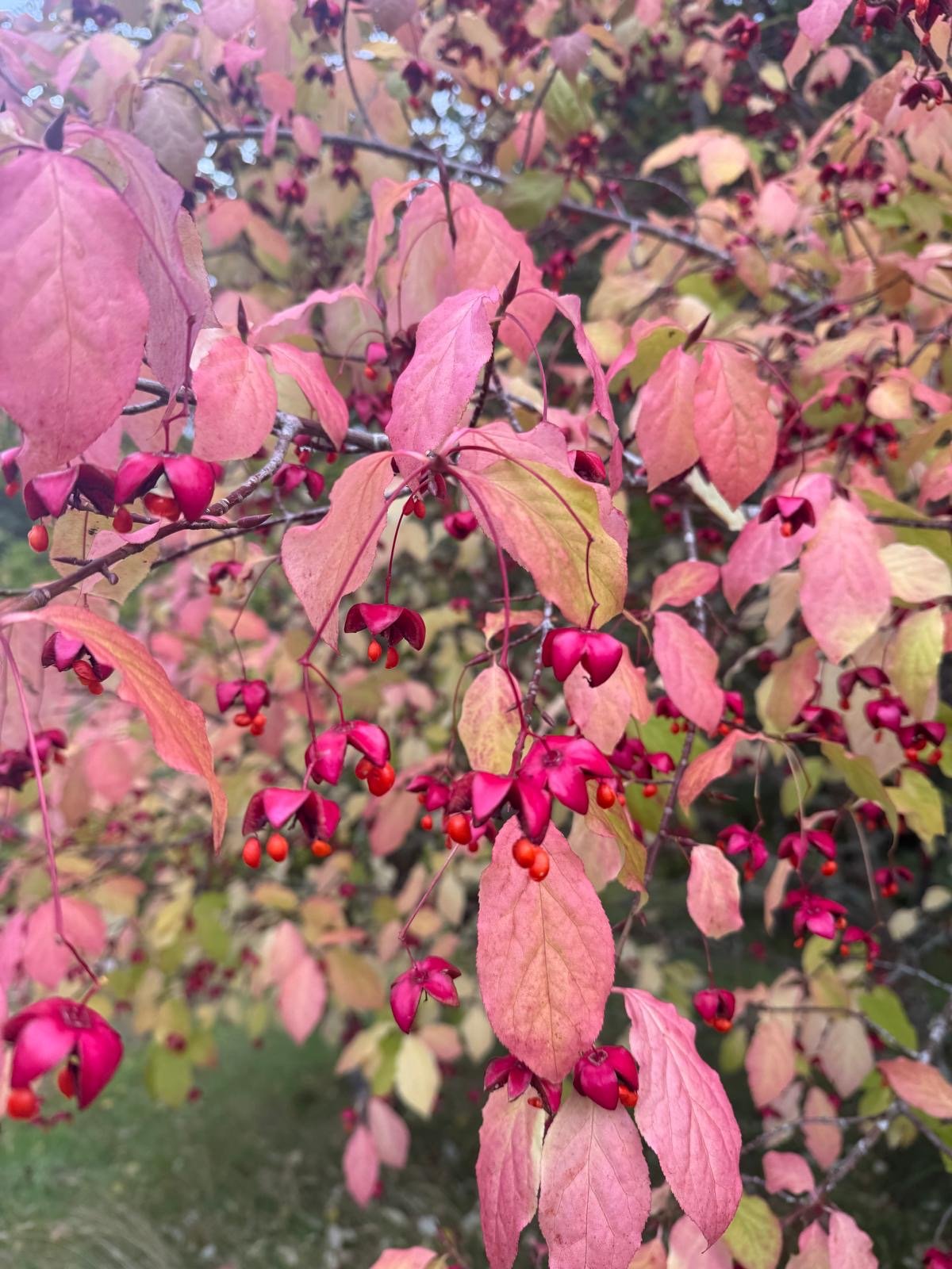 Friday Flowers Club #46~Golden Leaves, Quiet Minds.