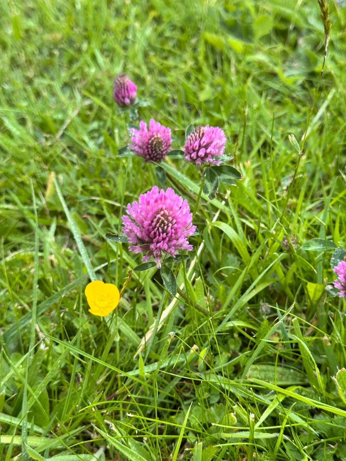 Friday Flowers Club #42~Trefoil