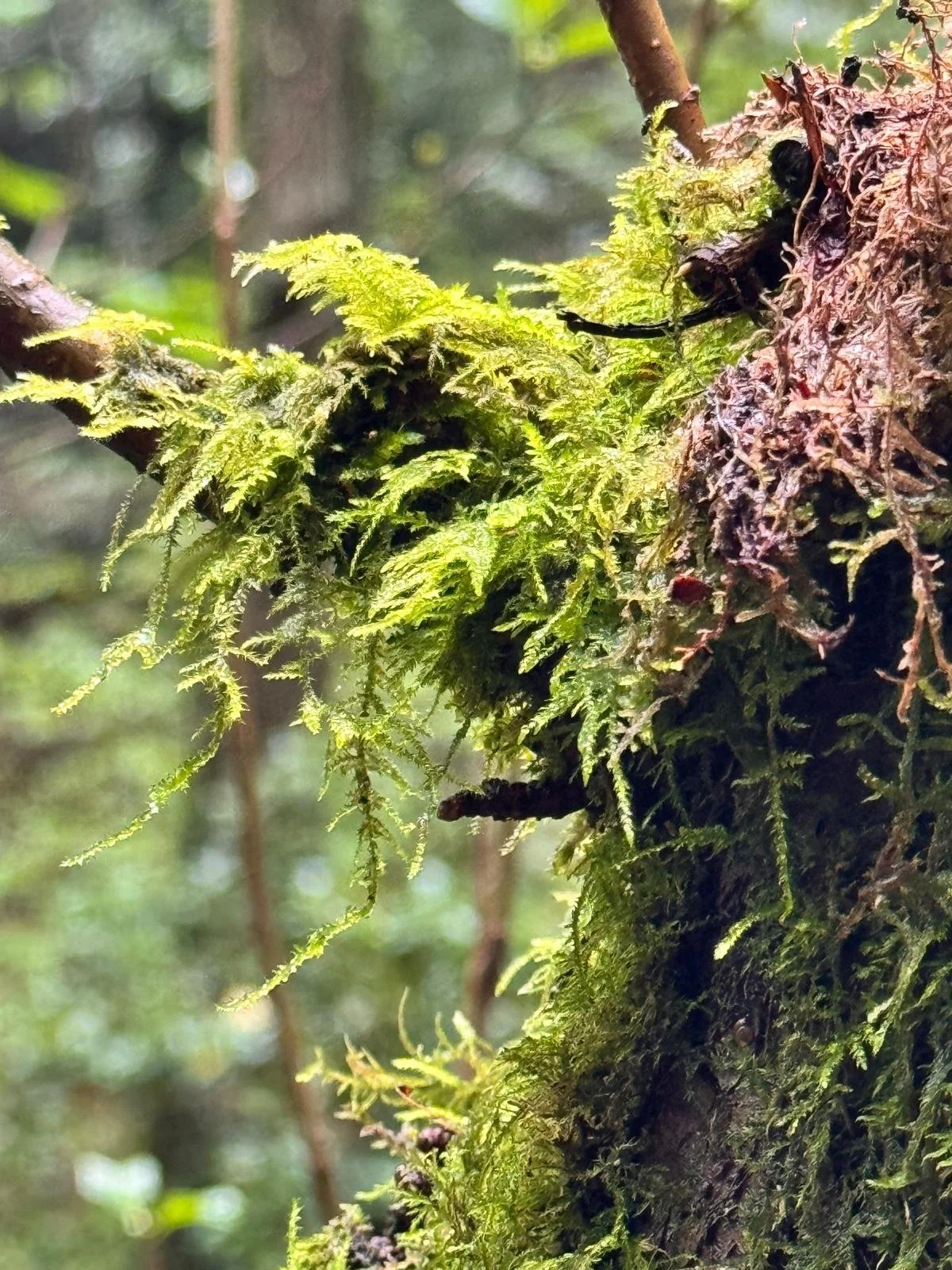 Friday Flowers Club #41~The Green Man