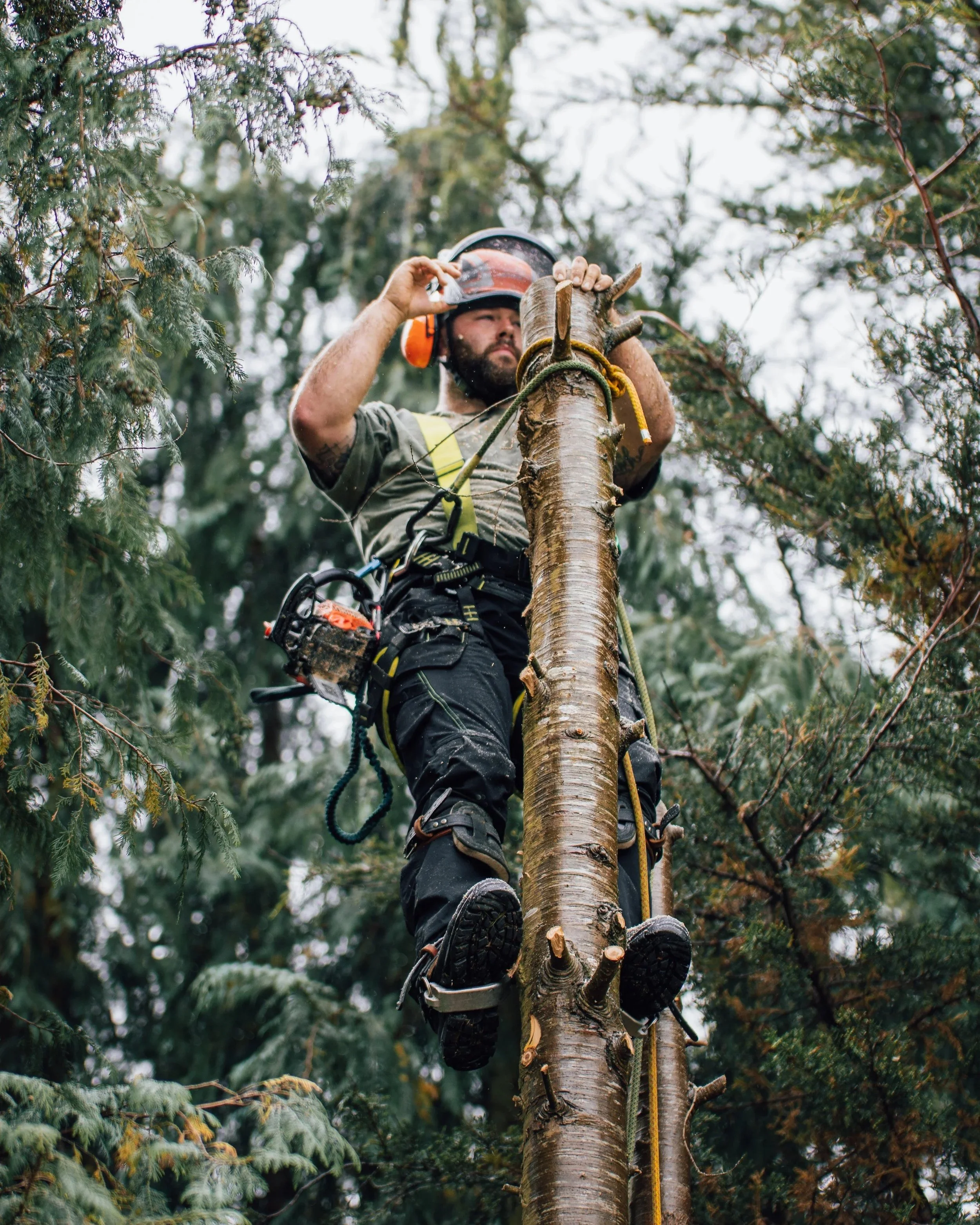 Tree Surgeon cutting tree