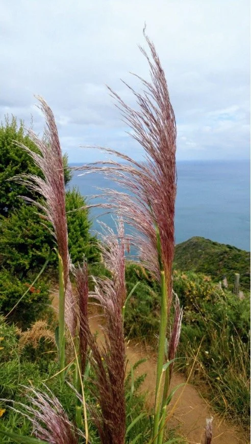 Healing on the Land: Between EMDR, Psilocybin, and the Wisdom of Aotearoa