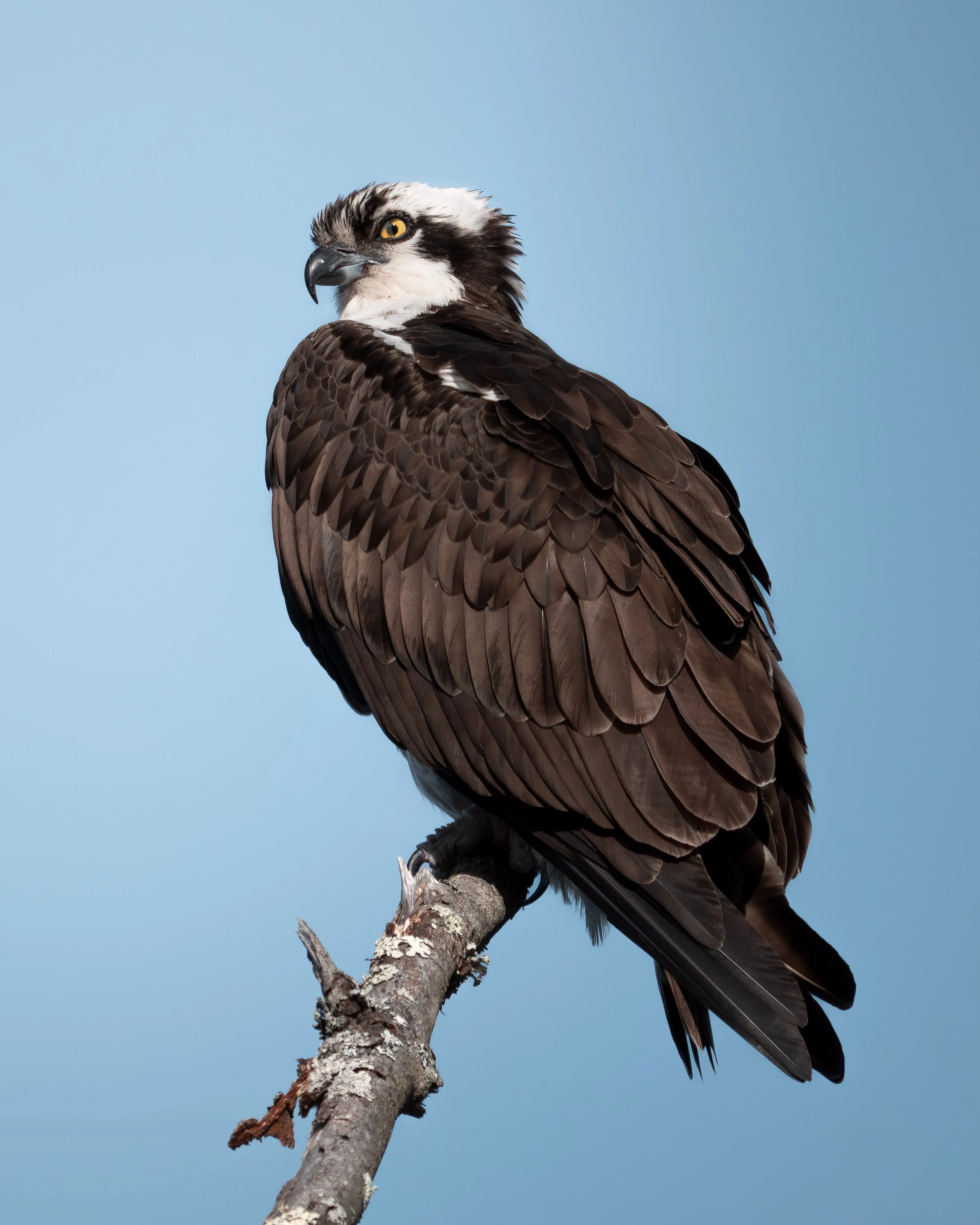 Osprey