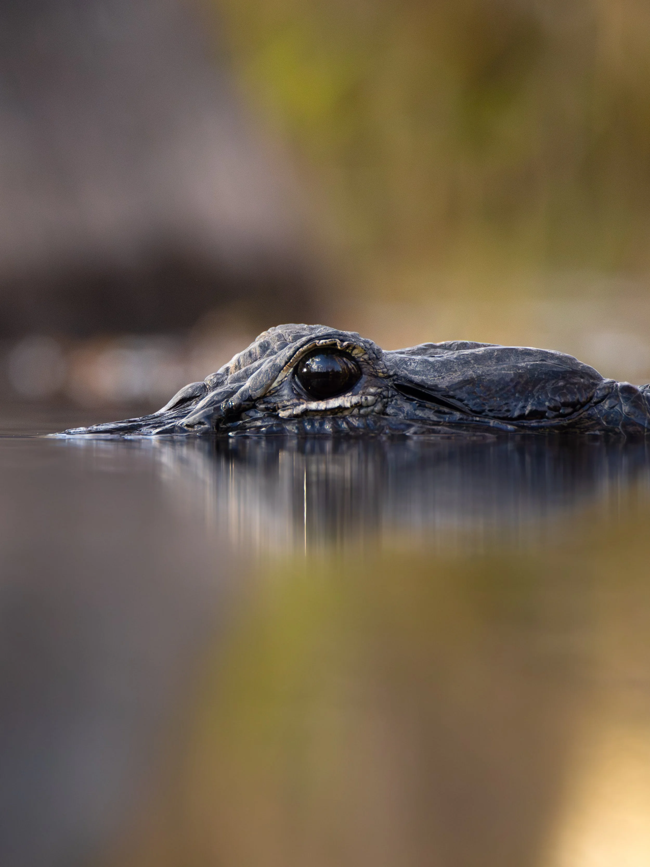 Through Cypress Eyes