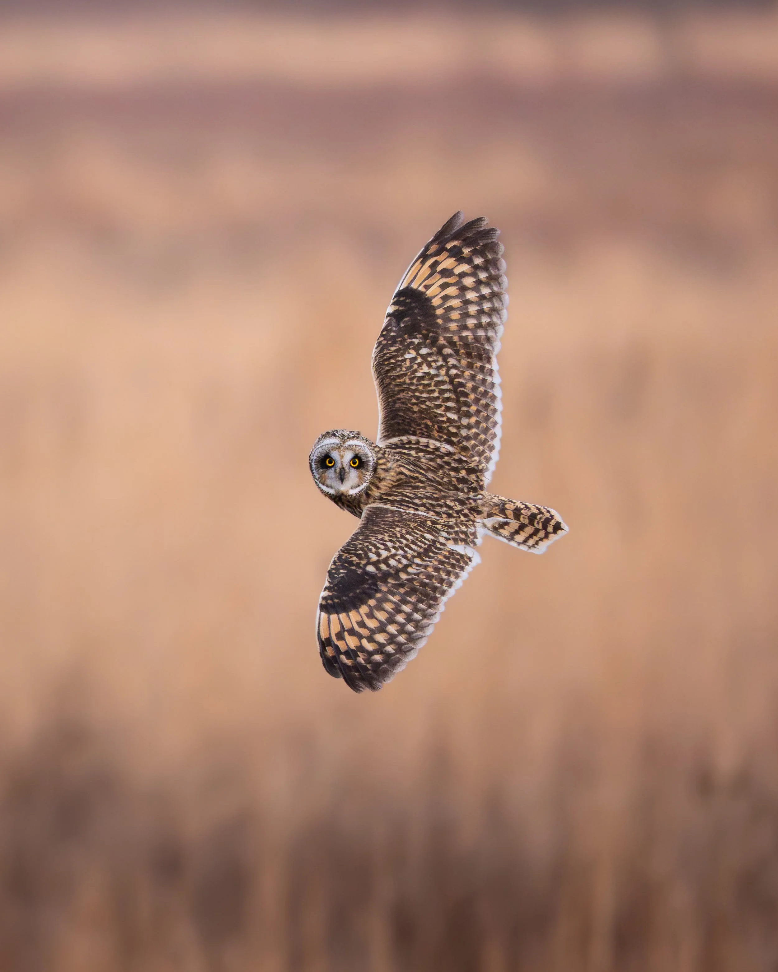 Short-Eared Stare Down