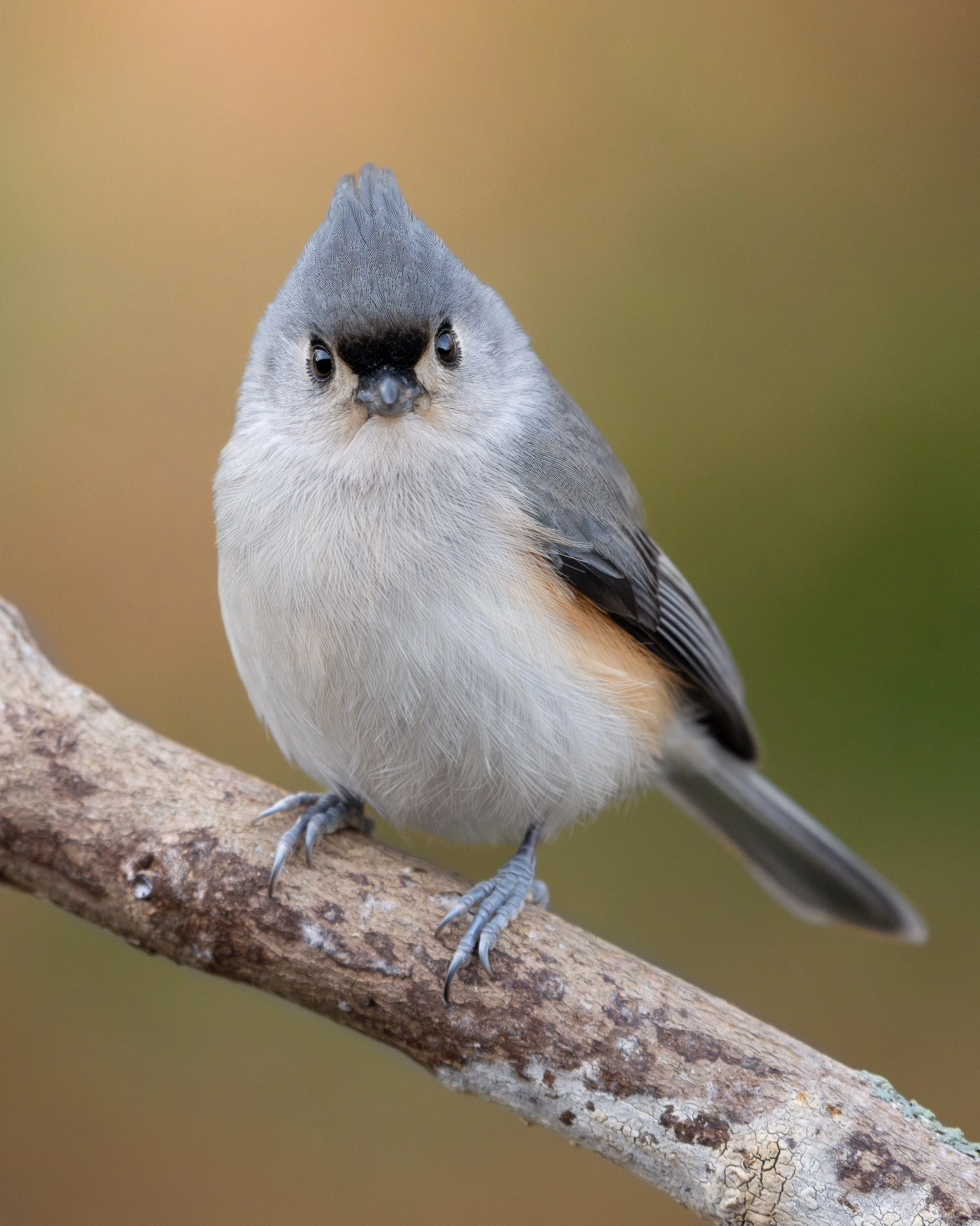 Fluffy Titmouse