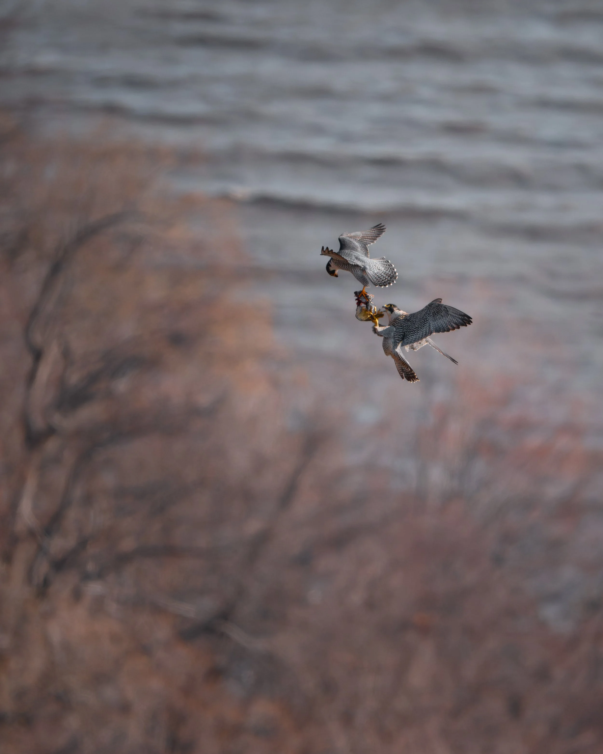 Peregrine Food Transfer