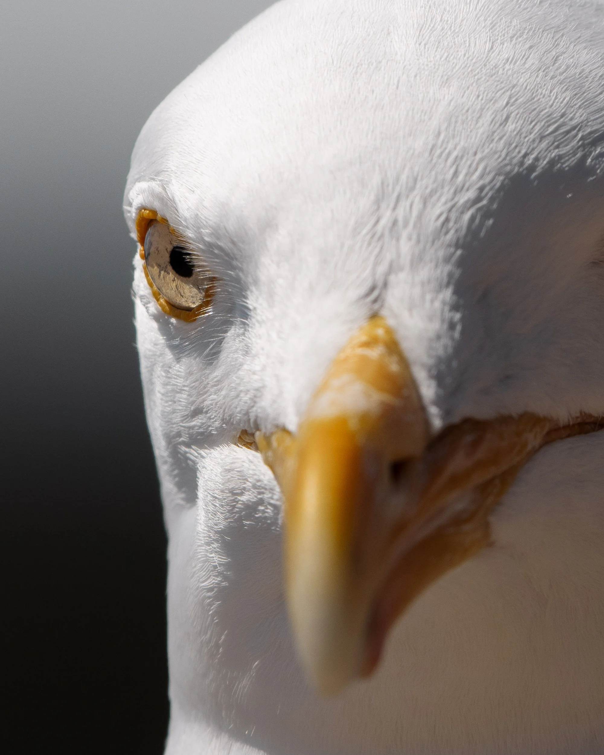 Seagull Stare