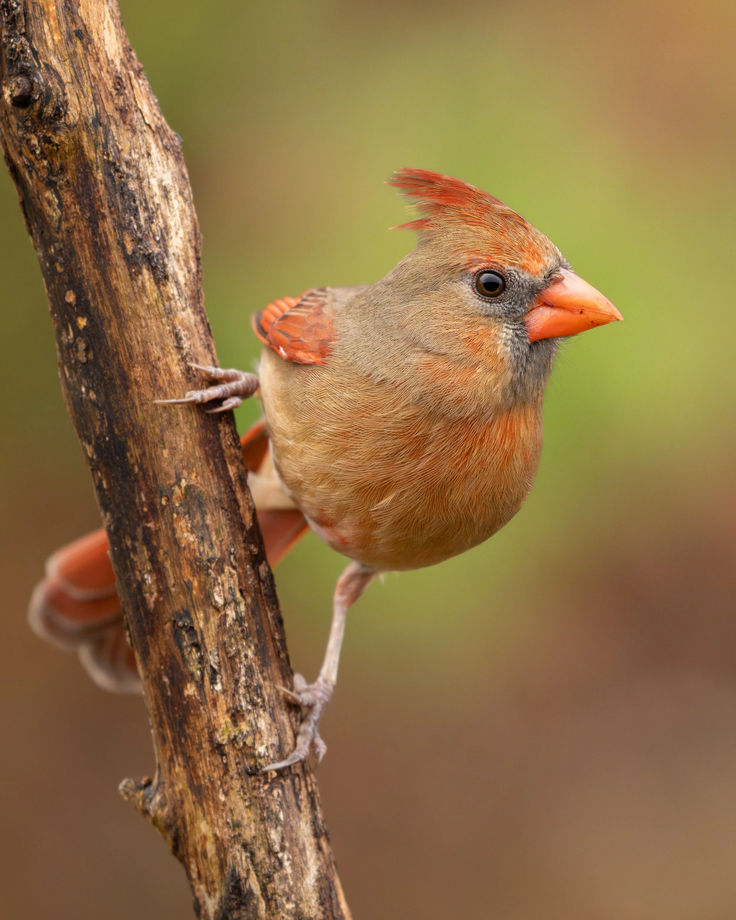 Curious Cardinal