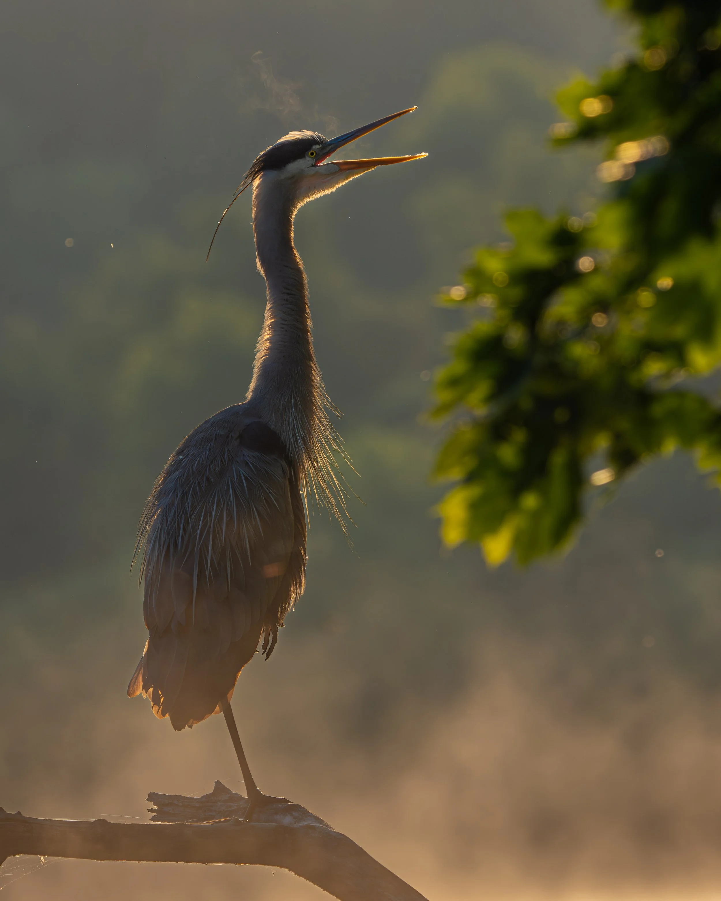 Misty Morning Breath