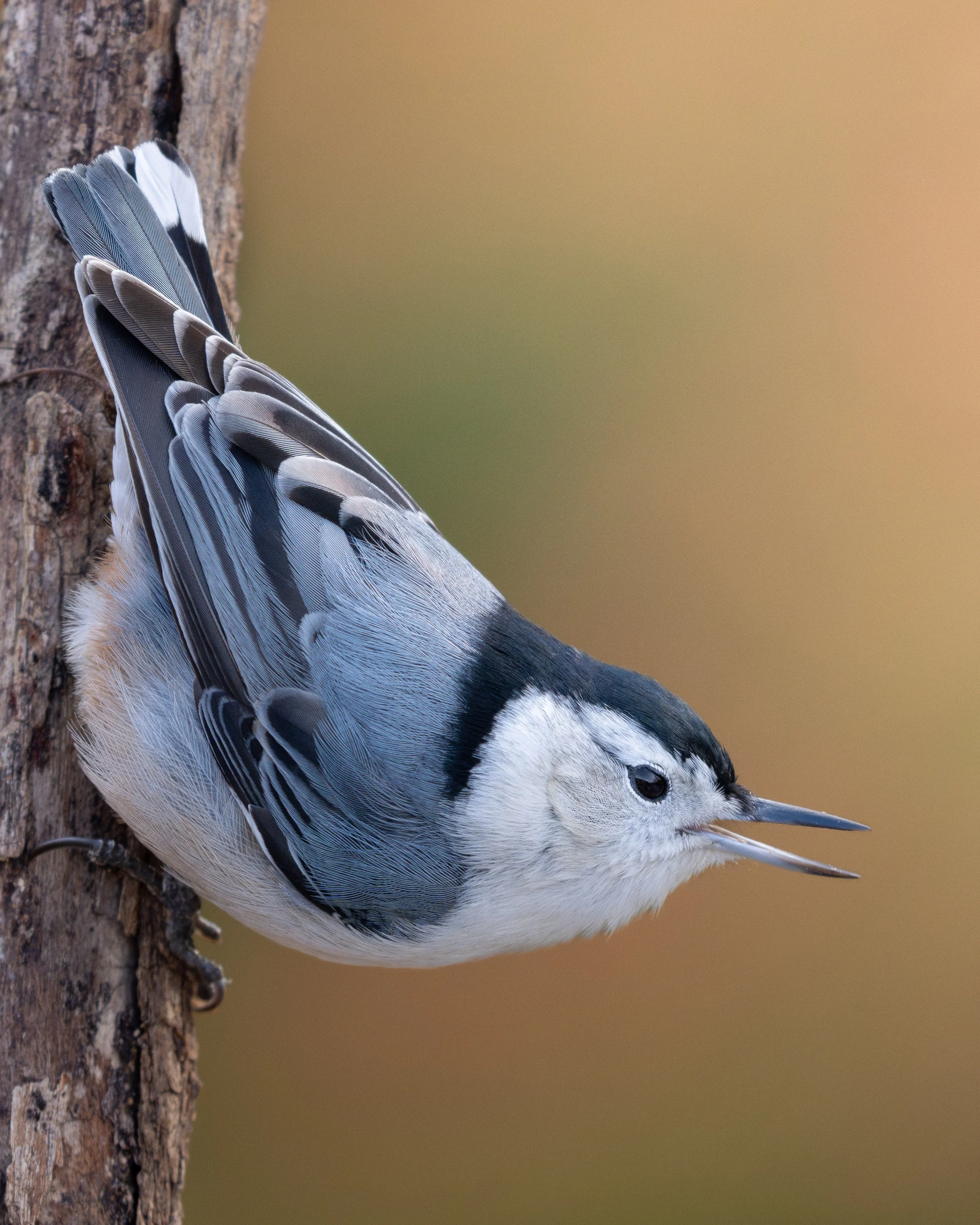 Autumn Nuthatch
