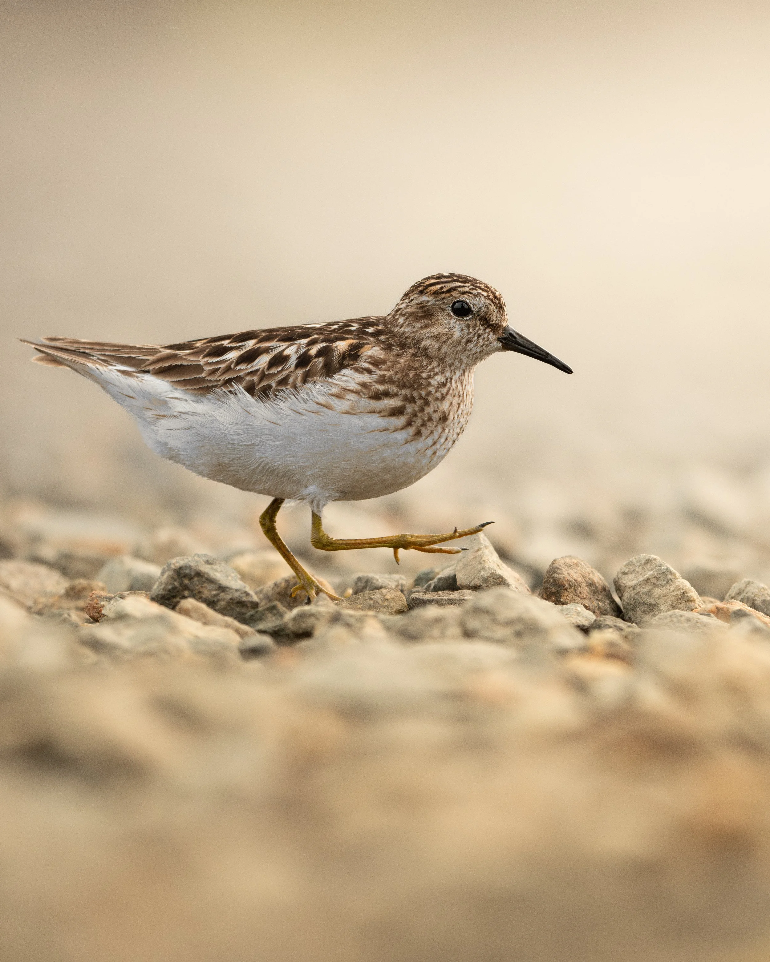 Sandpiper March