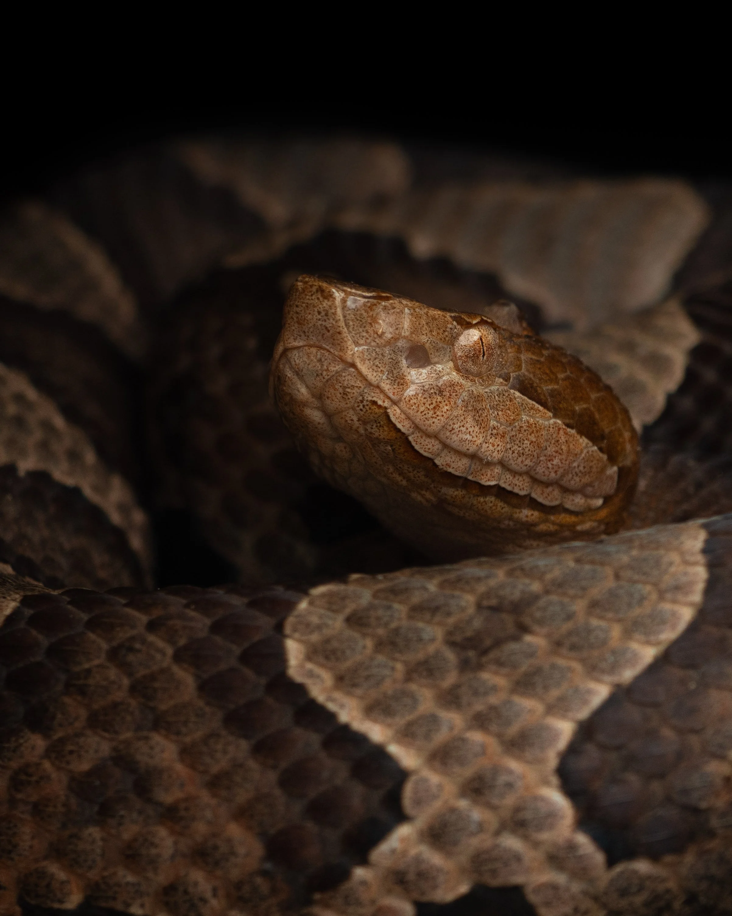 Copperhead
