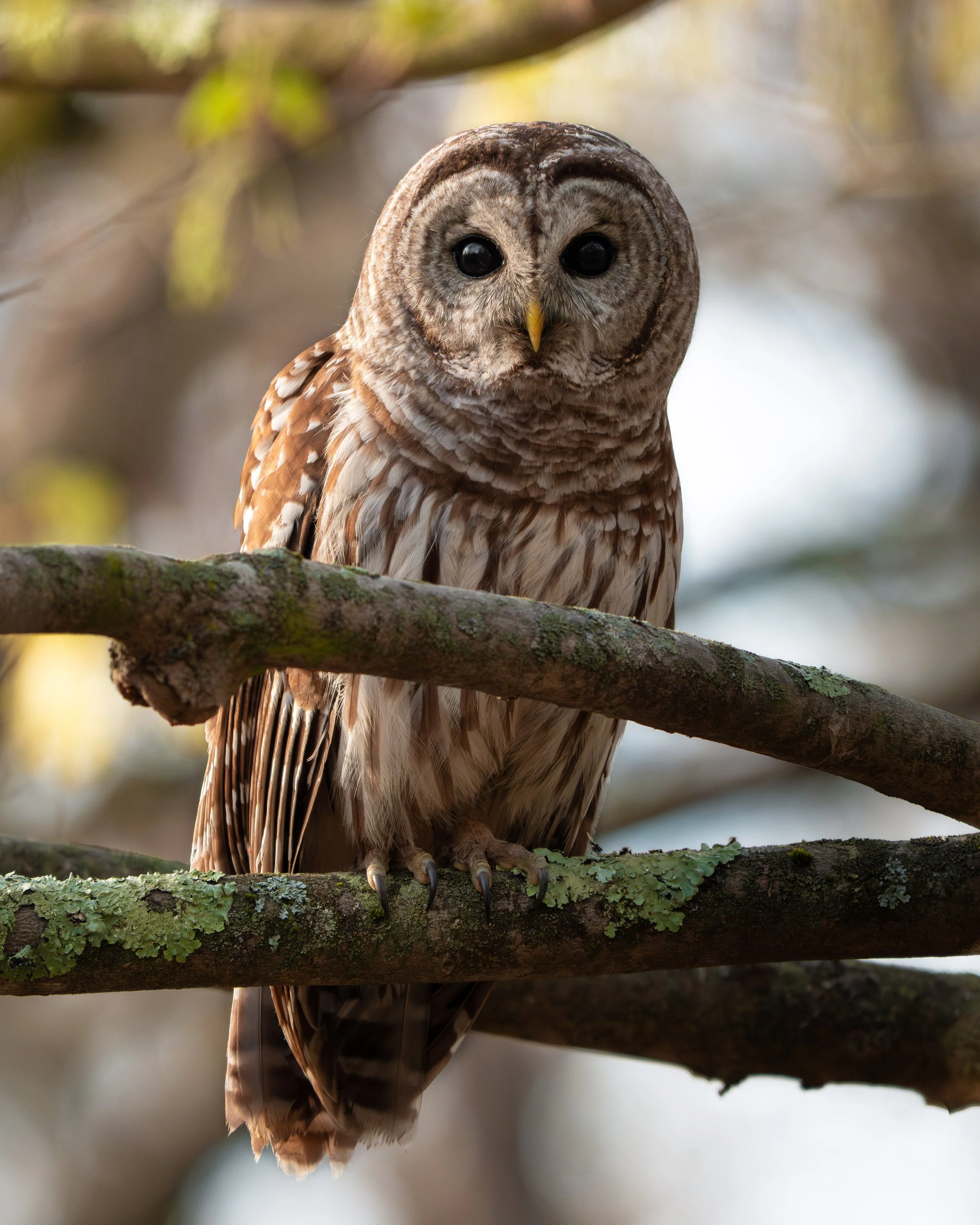 Amongst the Beech Trees