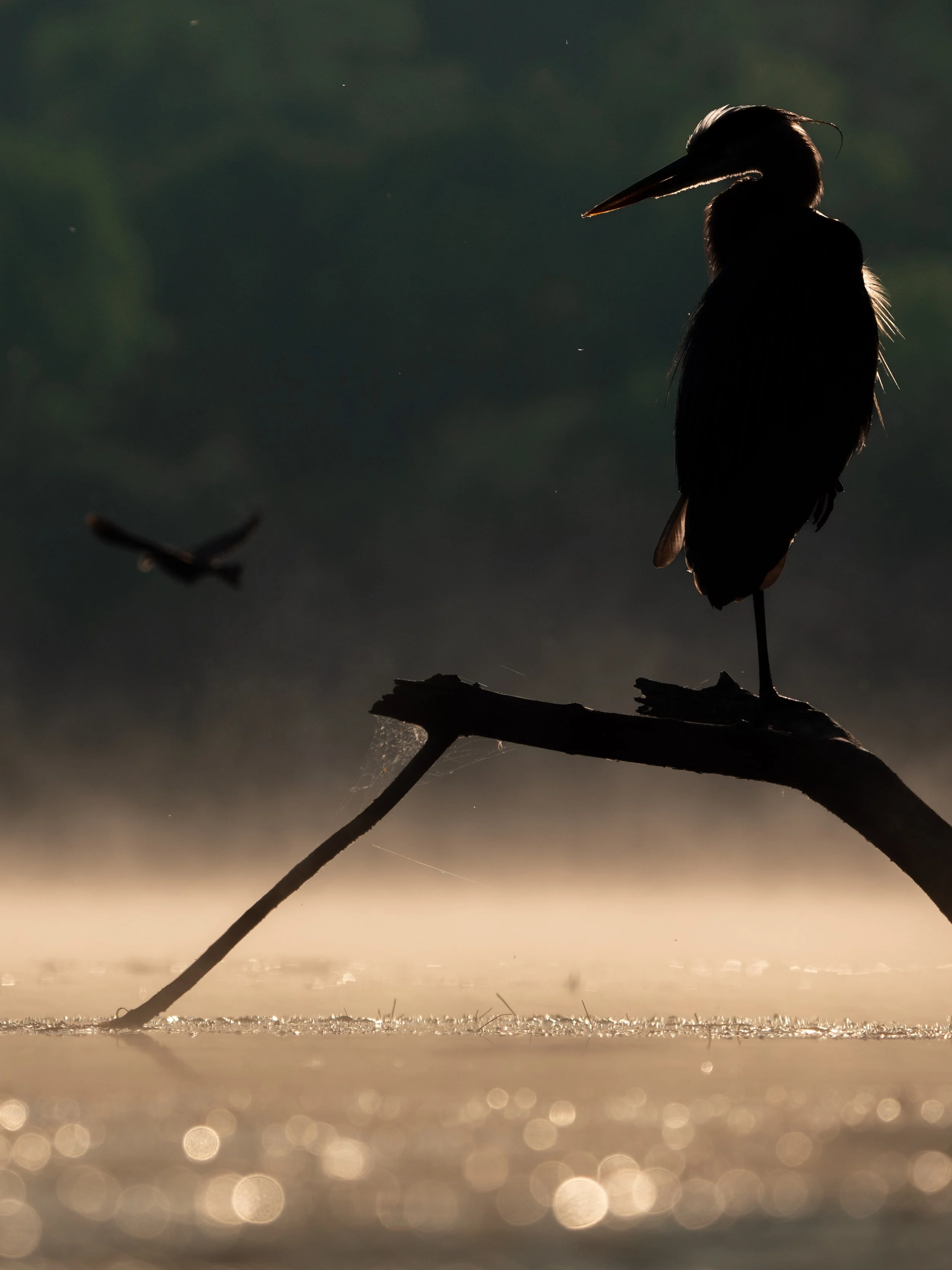 Misty Morning Silhouettes