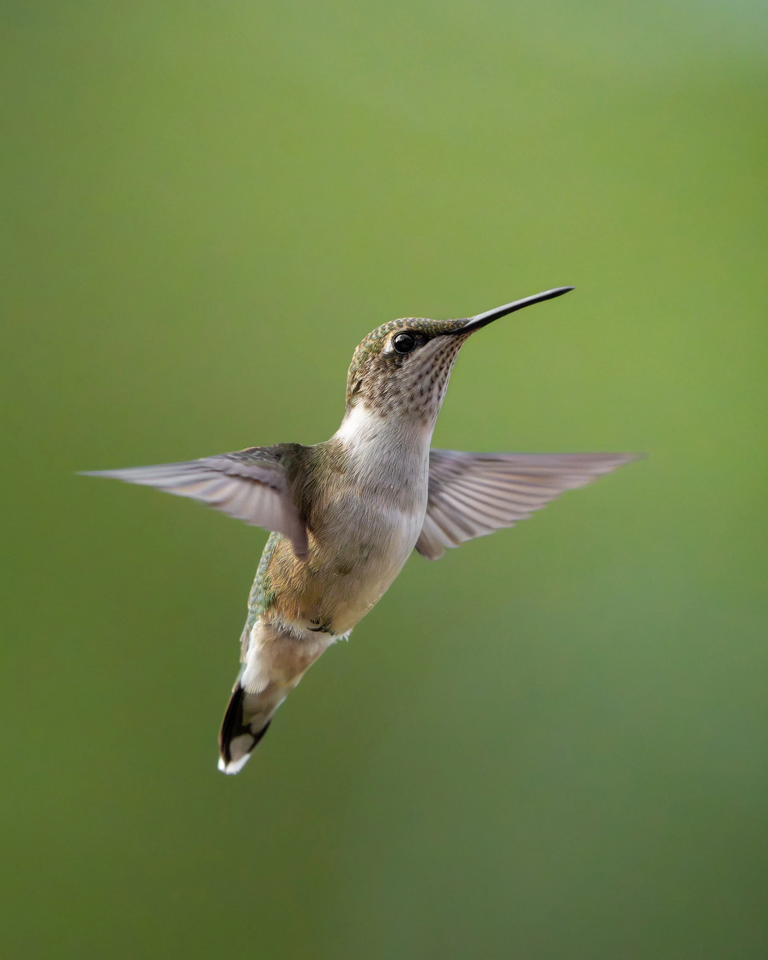 Hummingbird