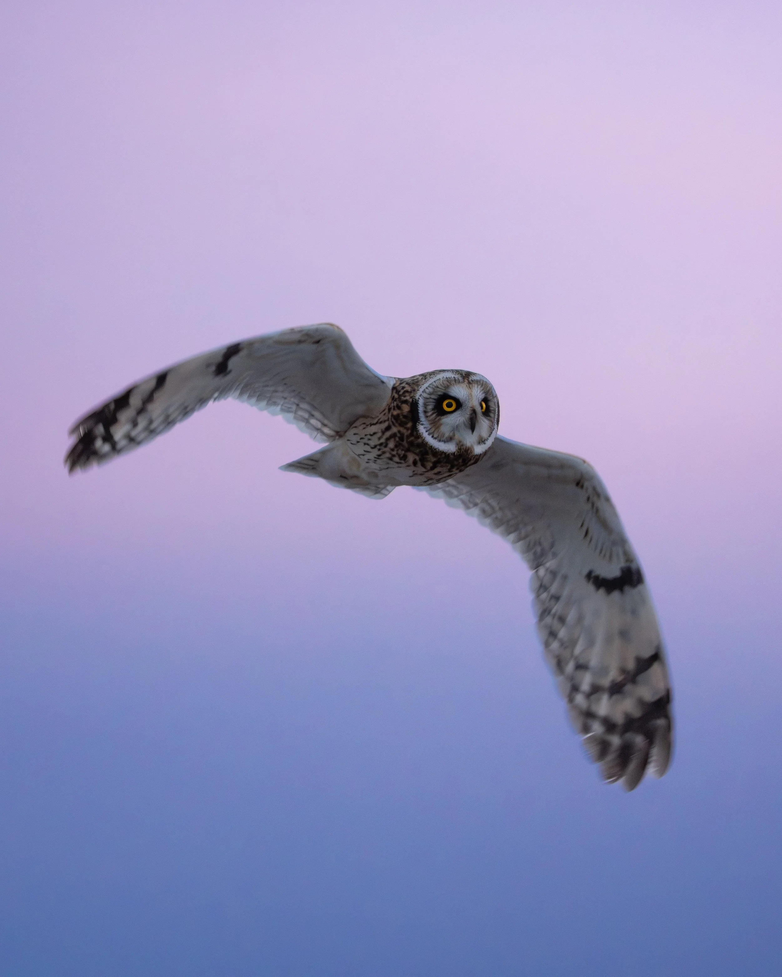 Short-Eared Sunset