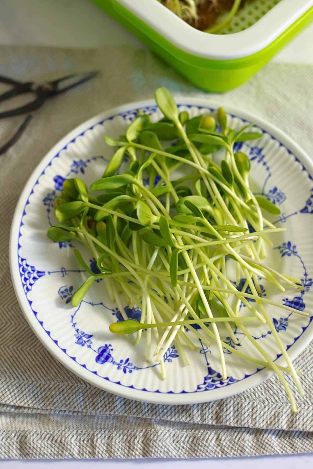 Sunflower Microgreens