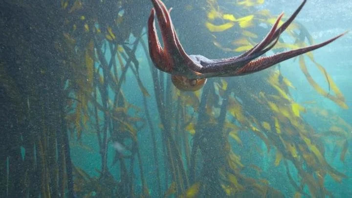 My Octopus Teacher: Millers Point in Cape Town, South Africa