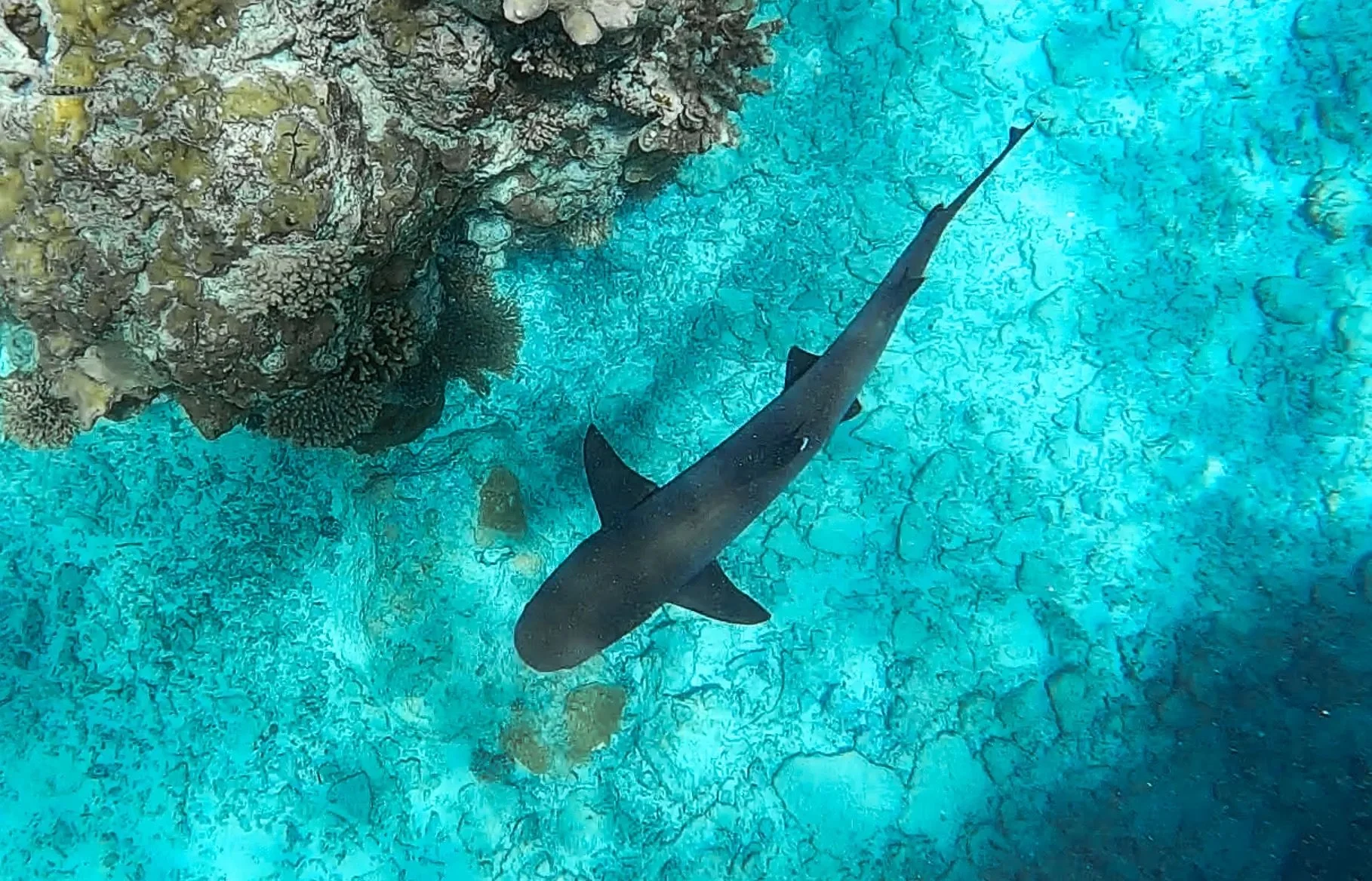 Cuddle Shark known as Whitetip Reef Sharks: