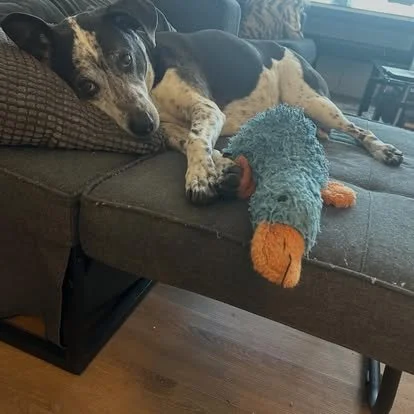 A very Chita Transmission