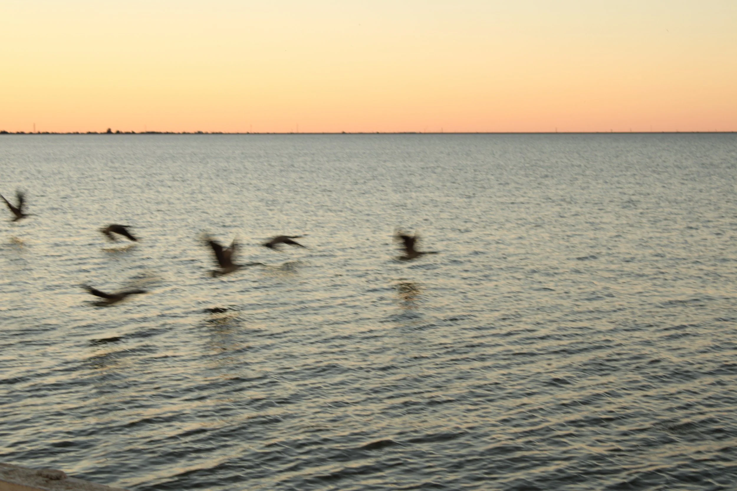 Geese at Stars and Stripes Park