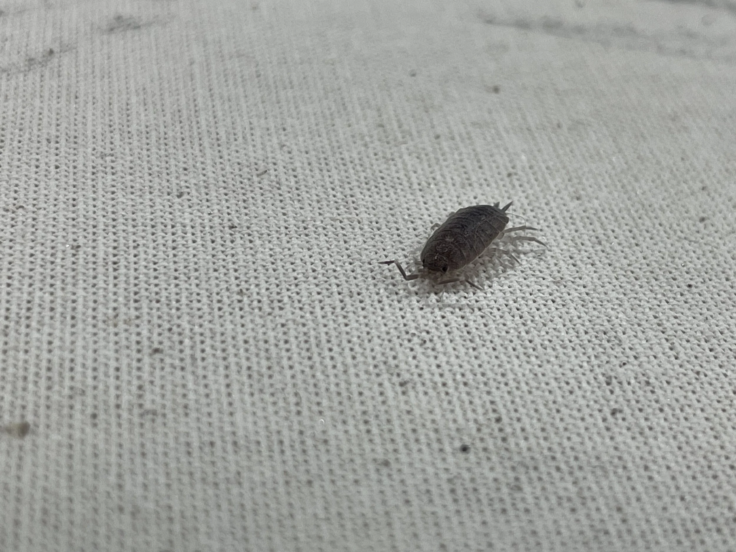 Small Bug Friend