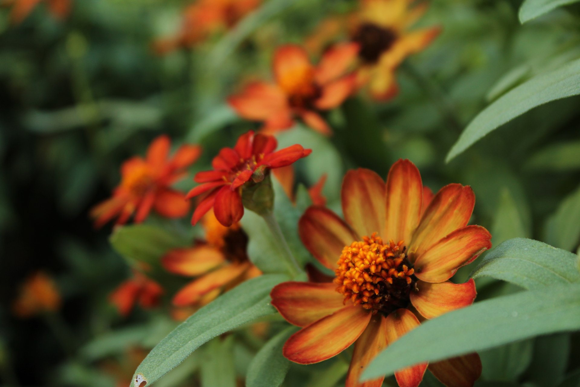 Flowers at Will Rogers Gardens